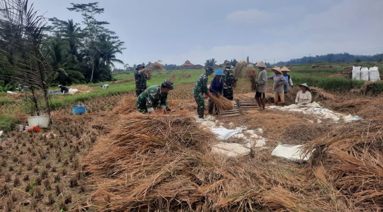 Koramil 03 Wanadadi Bersama Poktan Margo Tani Gelar Panen Padi Inpari