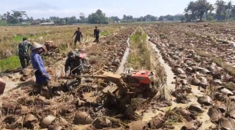 Babinsa Bergelut Dengan Traktor Olah Lahan Bersama Petani