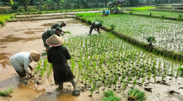 Koramil 11 Punggelan Laksanakan Pendampingan Tanam Padi di Desa Badakarya