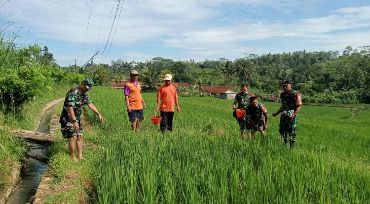 Babinsa Koramil 13 Banjarmangu Sengkuyung Bantu Tanam  Padi di Desa Binaan