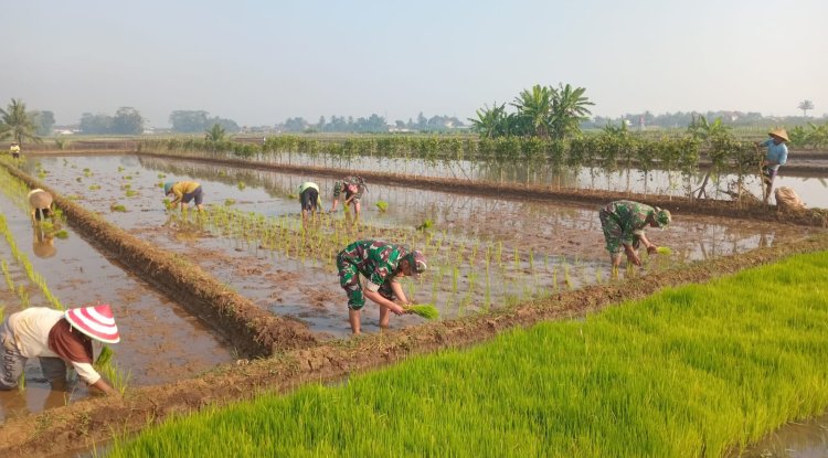 Babinsa Koramil 02 Klampok melaksanakan Menanam Padi
