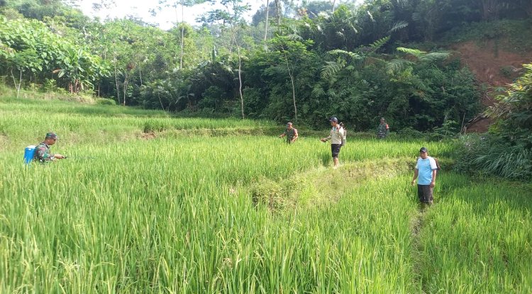 Babinsa Koramil 04 Karangkobar Bantu Pok Tan Penyemprotan Padi Di Desa Jlegong