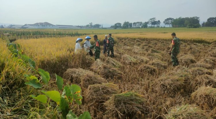 Danramil 08 Purwanegara Turun ke Sawah, Bantu Petani Panen di Desa Kutawuluh