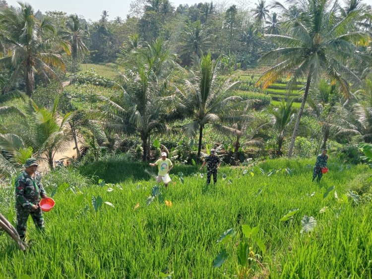 Bantu Petani Pemupukan Padi Merupakan Salah Satu Bentuk Perhatian Danramil Dan Babinsa