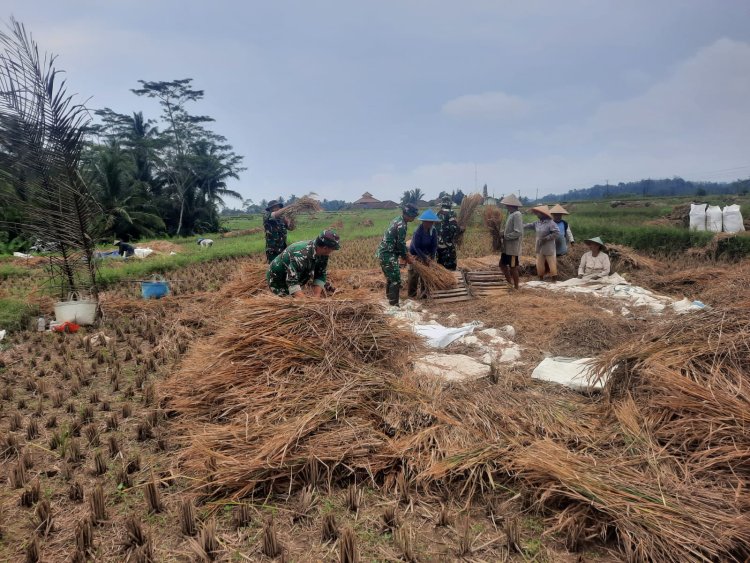 Koramil 03 Wanadadi Bersama Poktan Margo Tani Gelar Panen Padi Inpari