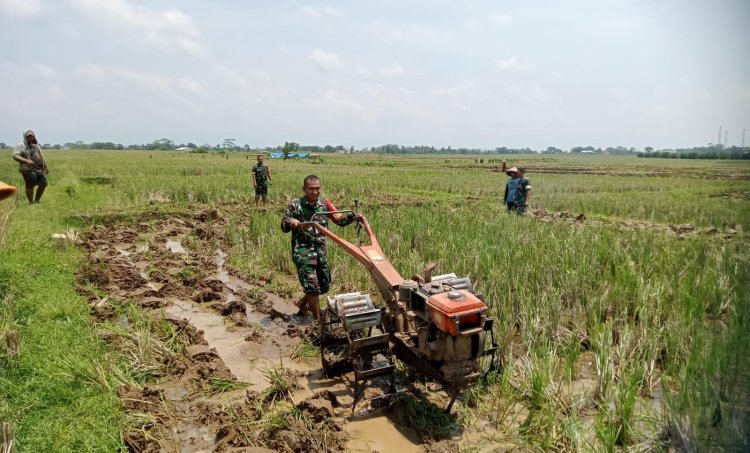 Babinsa Koramil 07 Mandiraja Bantu Petani Olah Lahan Persemaian Padi