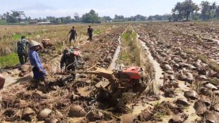 Babinsa Bergelut Dengan Traktor Olah Lahan Bersama Petani