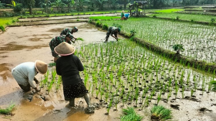 Koramil 11 Punggelan Laksanakan Pendampingan Tanam Padi di Desa Badakarya
