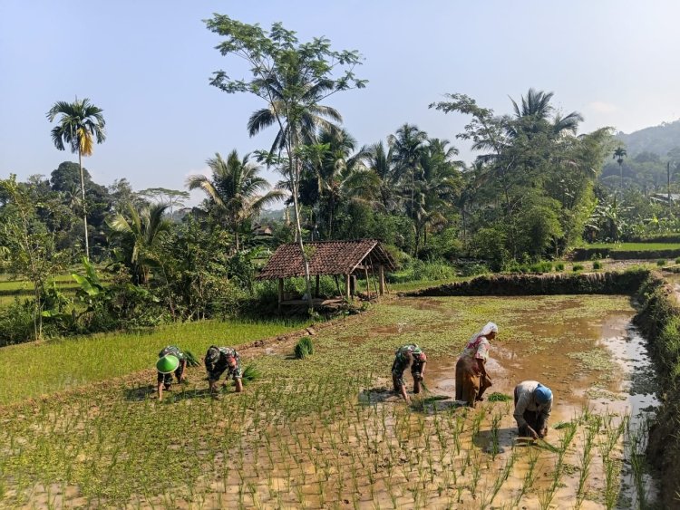 Babinsa Koramil 13 Banjarmangu Sengkuyung Bantu Tanam  Padi di Desa Binaan