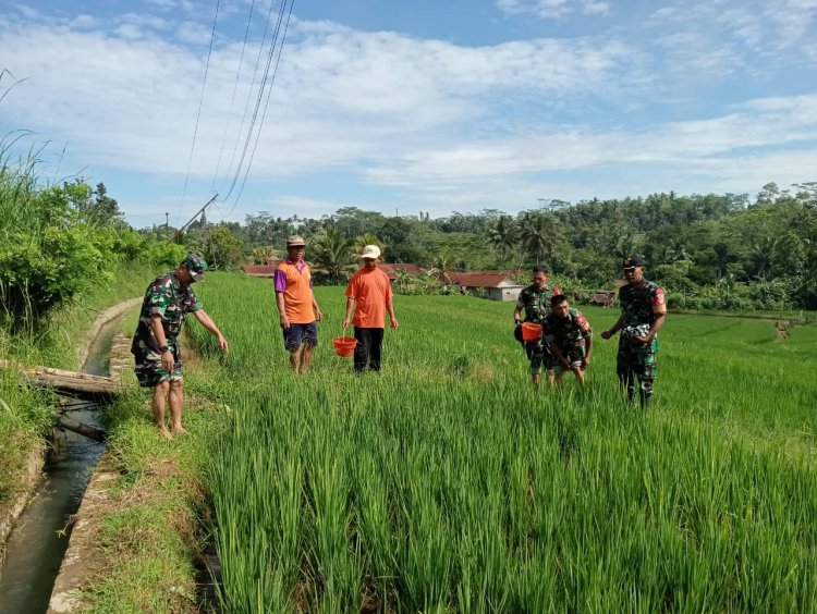 Babinsa Koramil 13 Banjarmangu Sengkuyung Bantu Tanam  Padi di Desa Binaan