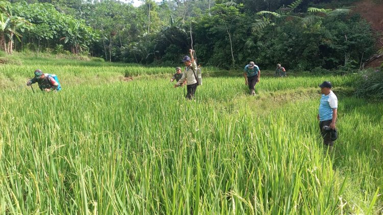 Babinsa Koramil 04 Karangkobar Bantu Pok Tan  Penyemprotan Padi Di Desa Jlegong