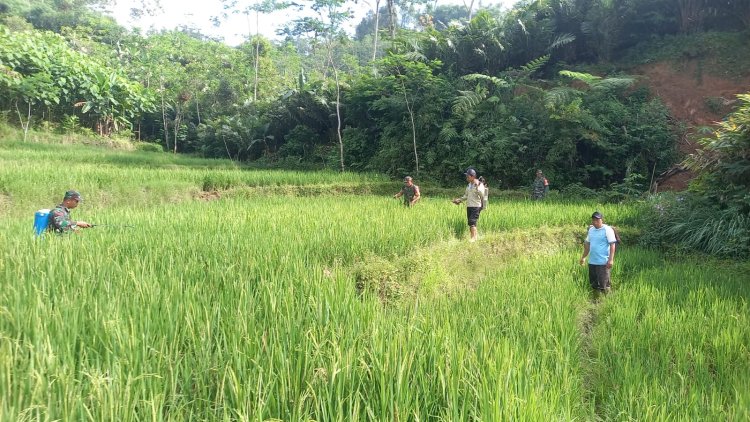 Babinsa Koramil 04 Karangkobar Bantu Pok Tan Penyemprotan Padi Di Desa Jlegong
