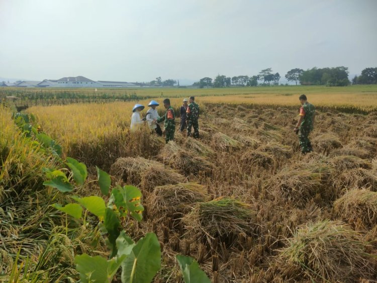 Danramil 08 Purwanegara Turun ke Sawah, Bantu Petani Panen di Desa Kutawuluh